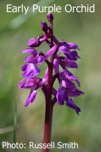 Early-Purple-Orchid-DSC_0110