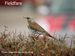 fieldfare