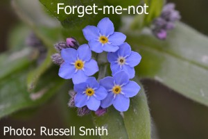 Forget-Me-Not-DSC_0098