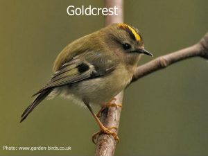 goldcrest