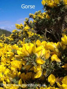 gorse