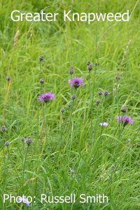 Greater-Knapweed-DSC_1203