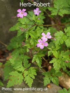 herb-robert