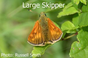 Large-Skipper_DSC_0757