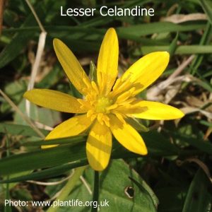 lesser-celandine