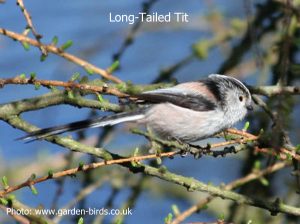 long-tailed_tit