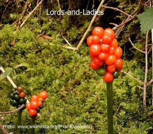 Lords-and-Ladies