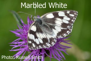 Marbled-White_DSC_1075