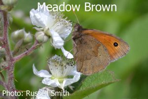 Meadow-Brown_DSC_0769
