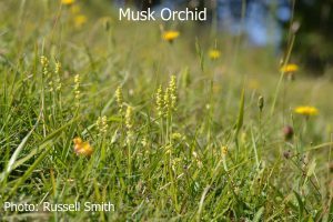 Musk-Orchid