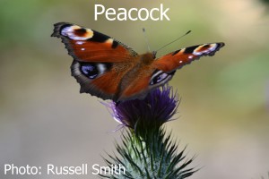 Peacock-DSC_0316