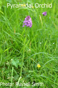 Pyramidal-Orchid-DSC_0701