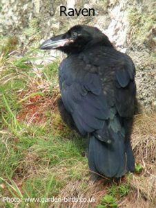 raven