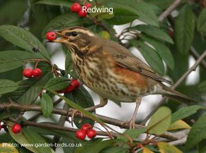 redwing
