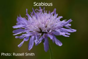 Scabious-DSC_0914
