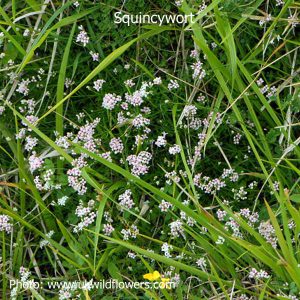Squinancywort