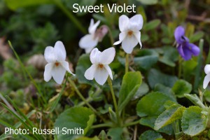 Sweet-Violet-DSC_0093