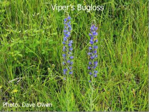 Vipers-Bugloss1