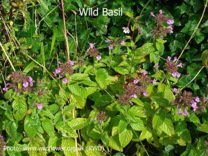 Wild-Basil